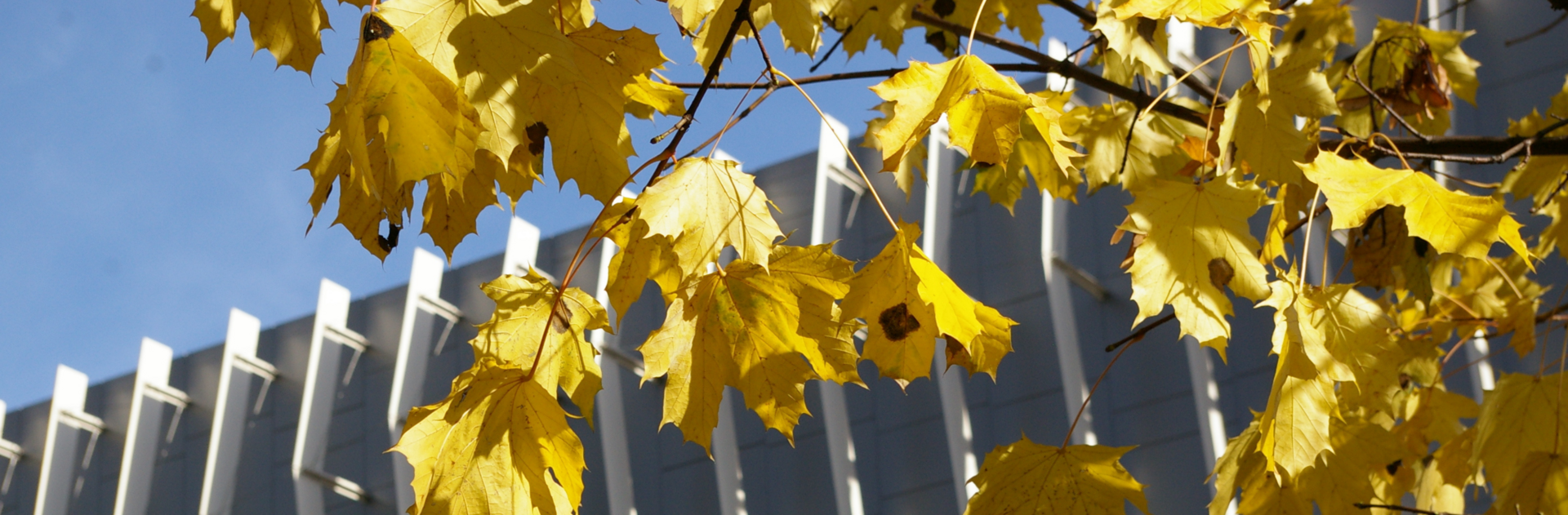 Autumnal yellow leaves in front of the Erzherzog-Johann building of the Montanuniversität.